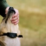 Dog Shock Collar - Best Dog Training Collars to buy in 2024