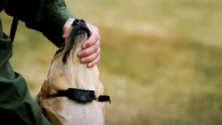 Dog Shock Collar - Best Dog Training Collars to buy in 2024