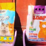 Best cat litter - 4 Natural Cat Litters to Buy in 2024