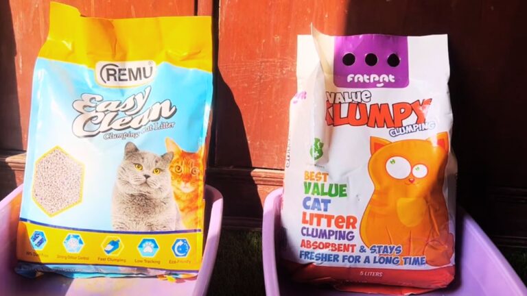 Best cat litter - 4 Natural Cat Litters to Buy in 2024