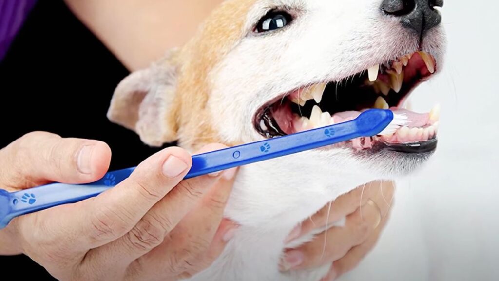 Why Investing in a Good Dog Toothbrush Matters?