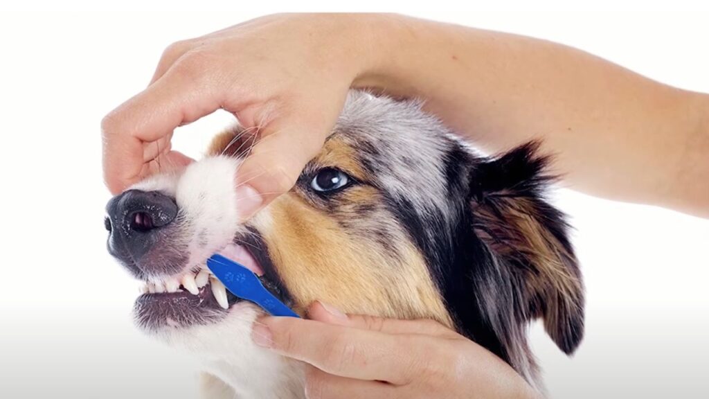 The Link Between Dental Health and Overall Well-being in Dogs