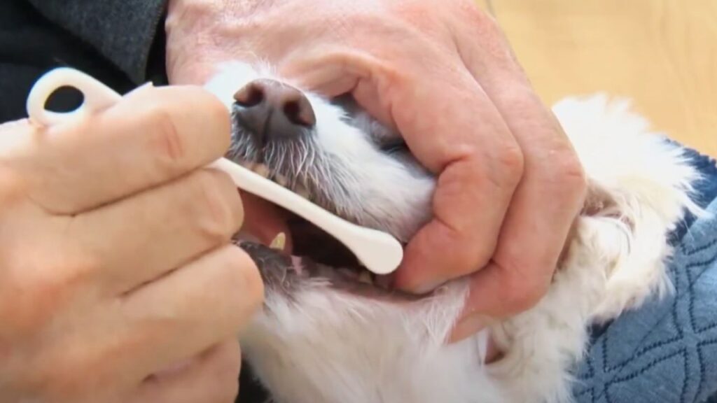 Understanding the Role of a Dog Toothbrush