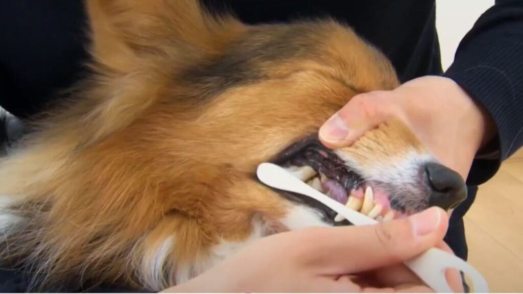 Best Dog Toothbrush to Incorporate into your Pet’s Routine