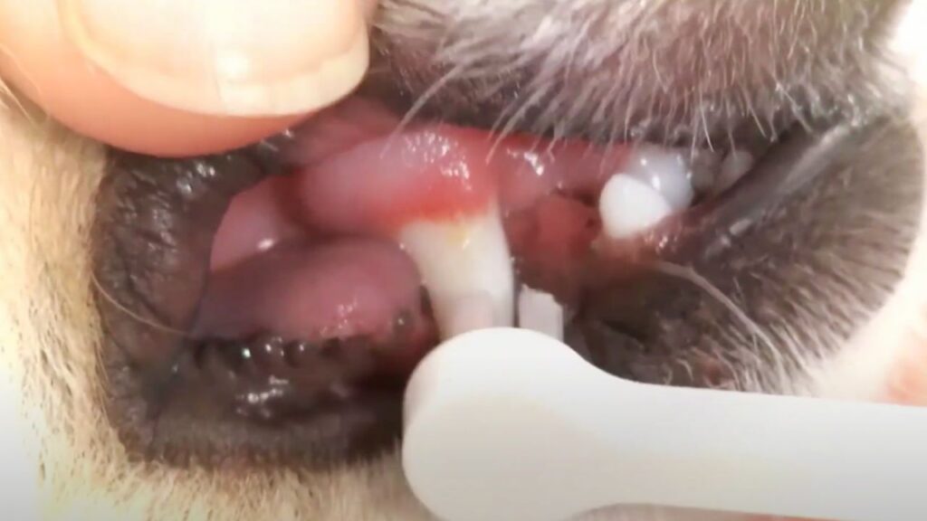 How to Establish a Dental Care Routine for Your Dog