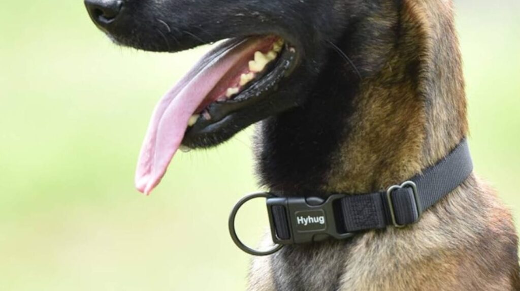 Benefits of Using a Shock Collar on a German Shepherd