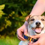 Best Dog Collars For Sensitive Skin