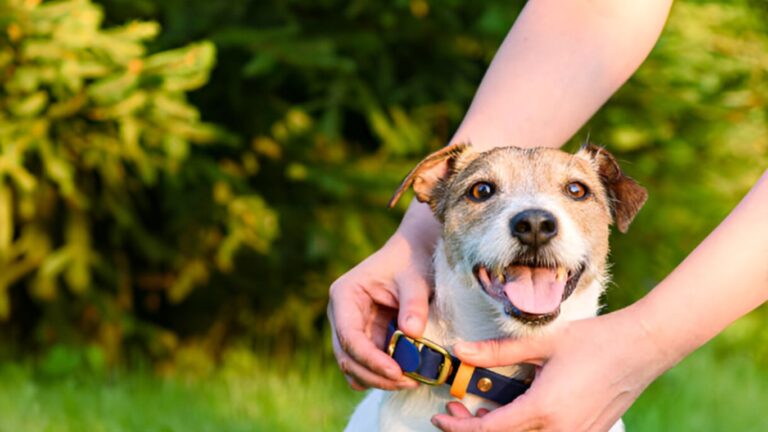 Best Dog Collars For Sensitive Skin