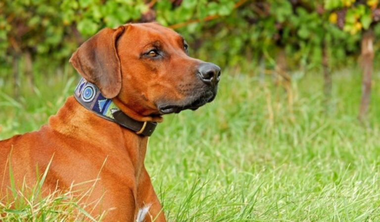 Best Shock Collar For Large Dogs with Thick Fur