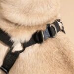 Can a Dog Collar Cause Hair Loss