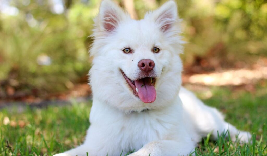 Prevent Hair Loss from a Dog Collar