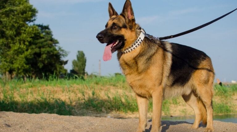 Does a Shock Collar Work on a German Shepherd