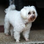 How To Remove Saliva Stains from White Dog Fur