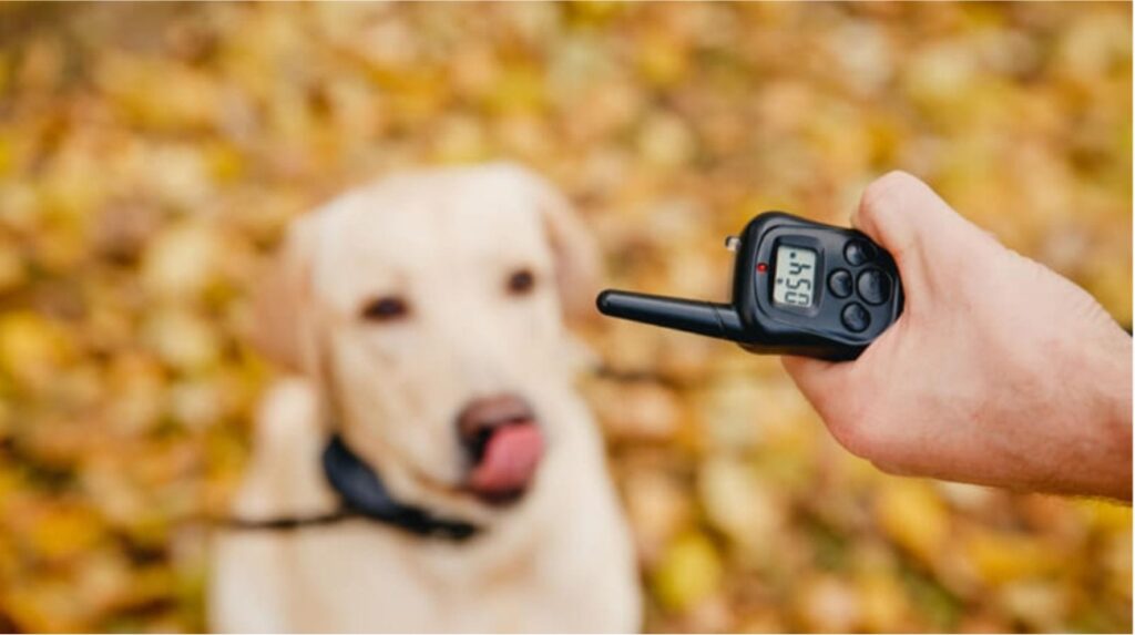 How to Use a Remote Dog Training Collar