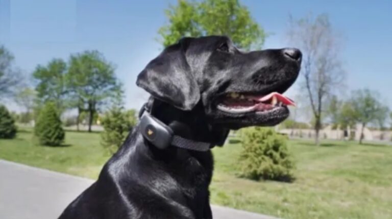 How to Use a Remote Dog Training Collar