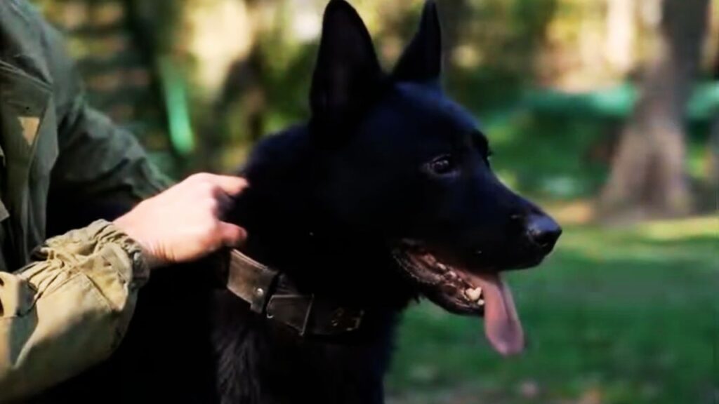 Does a Shock Collar Work on a German Shepherd?