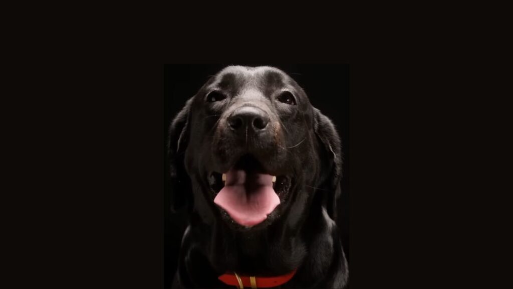 How to Respond When You See a Dog with a Red Collar?