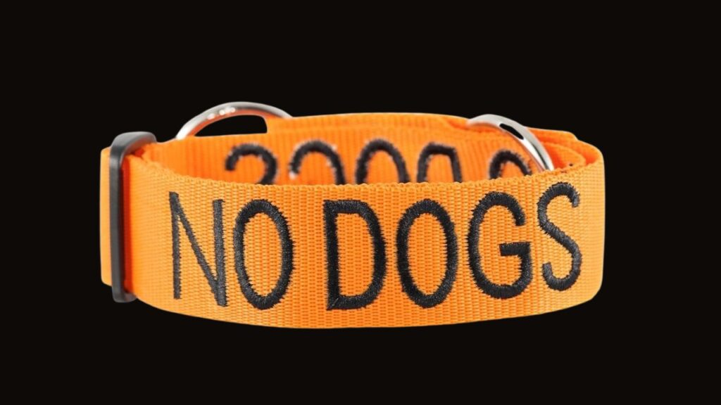 Orange Dog Collar – No Dogs