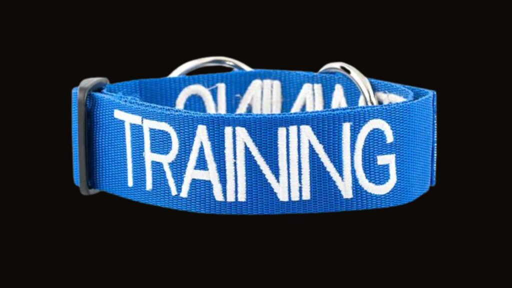 Blue Dog Collar – Training/Working