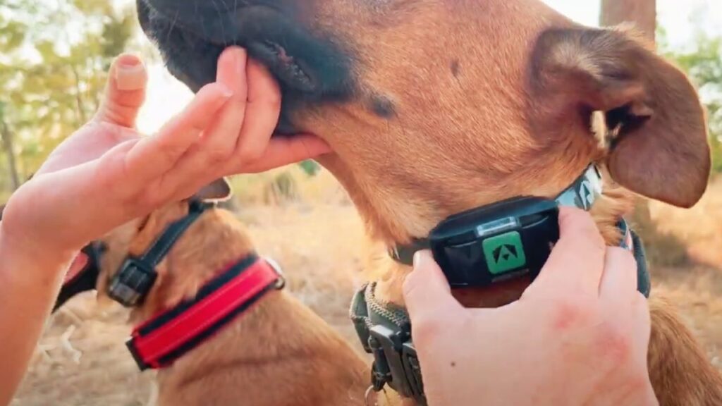 Reasons Your Dog's Bark Collar Doesn't Work
