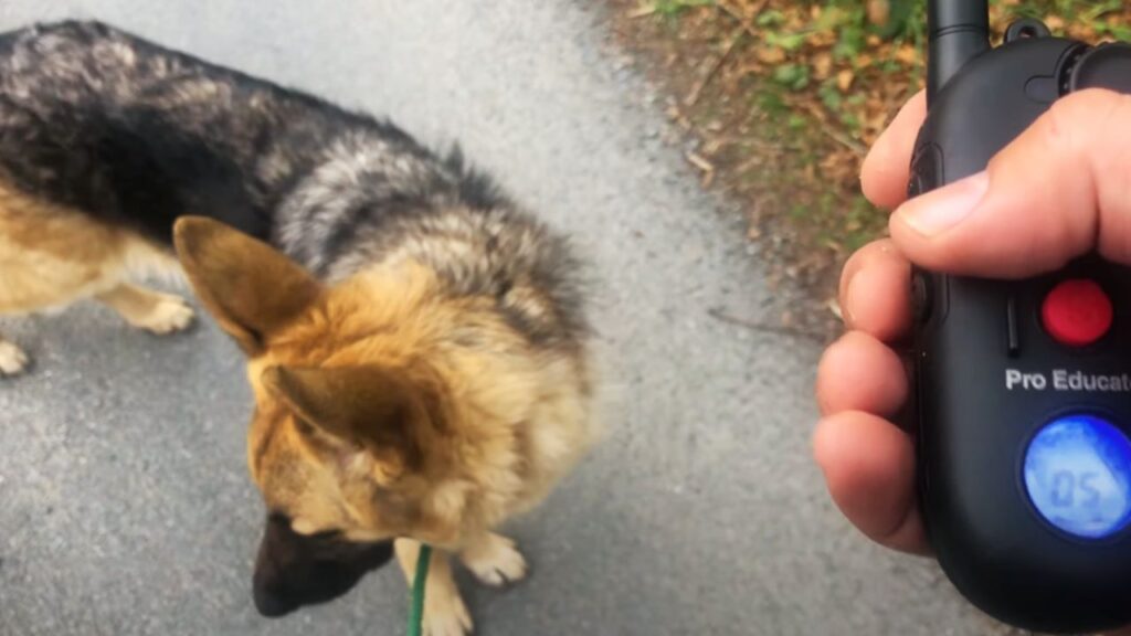 How to Set Up the Dog’s Collar?