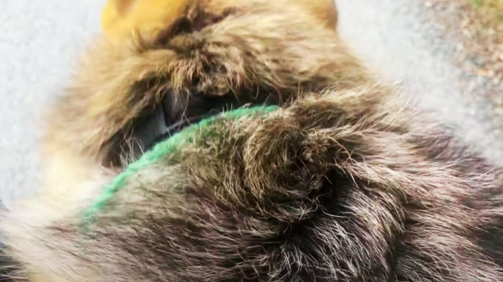 How To Introduce the Collar to Your Dog?