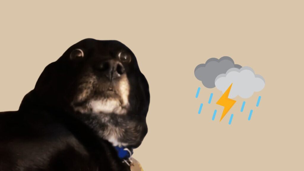 Why Do Dogs Hate Thunderstorms?