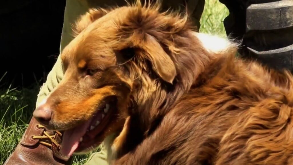 Understanding Your Dog's Anxiety