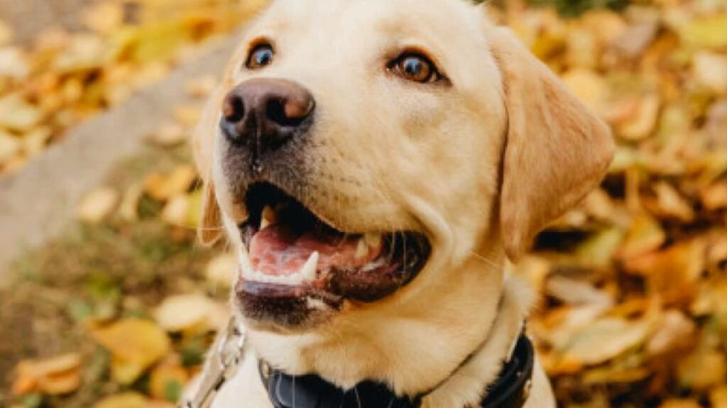 Do Shock Collars Hurt Dogs