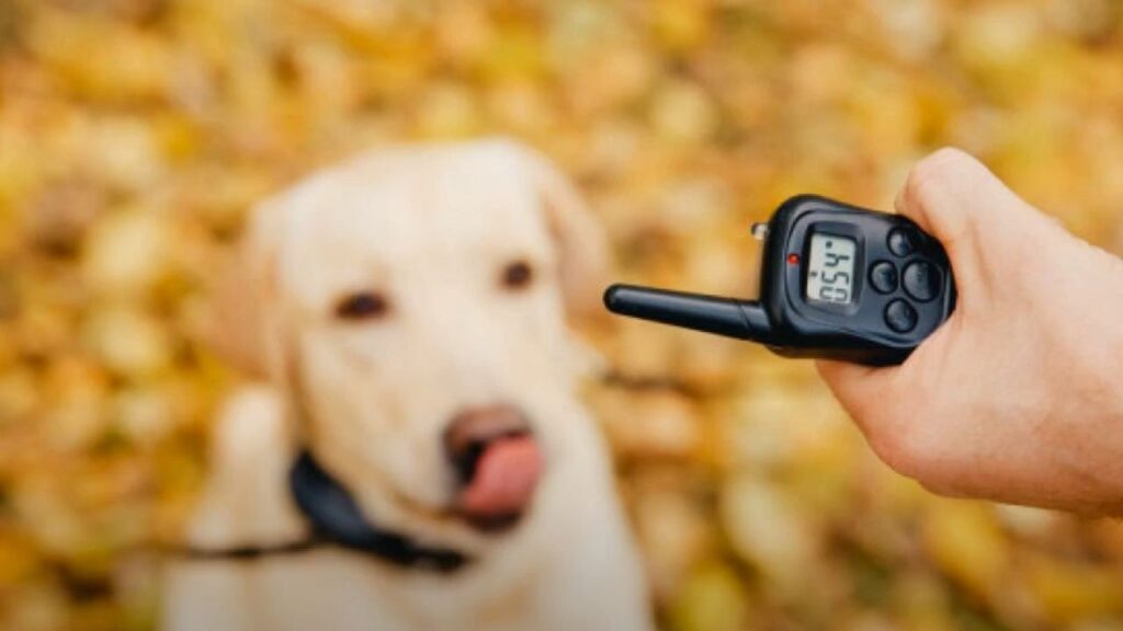 Modern E-Collars: More Than Just a Shock