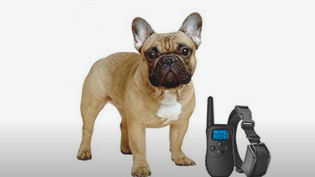 Do Shock Collars Hurt Dogs