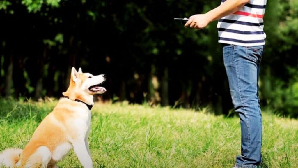 How to Use a Shock Collar Safely and Effectively