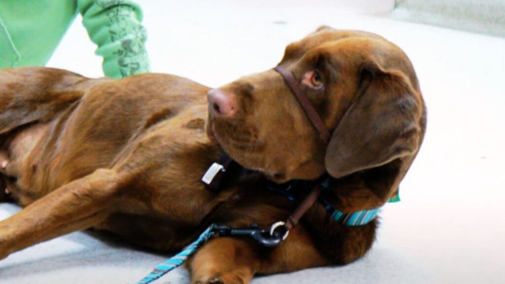 When Is It Appropriate to Use a Shock Collar?