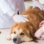 What Are the Symptoms of Neck Injury in Dogs