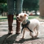 Are Dog Collars Safe for Puppies