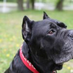 Best Collars for Cane Corso