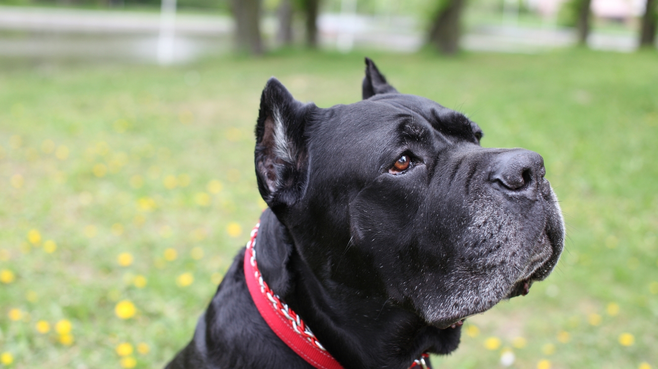 Best Collars for Cane Corso