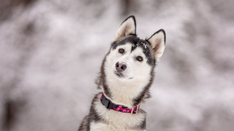 Best Collars for Siberian Husky