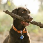 Best Collars for Thick Skin Dogs