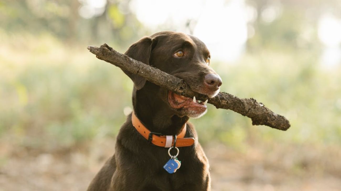 Best Collars for Thick Skin Dogs