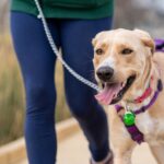 Best Dog Collars for Walking