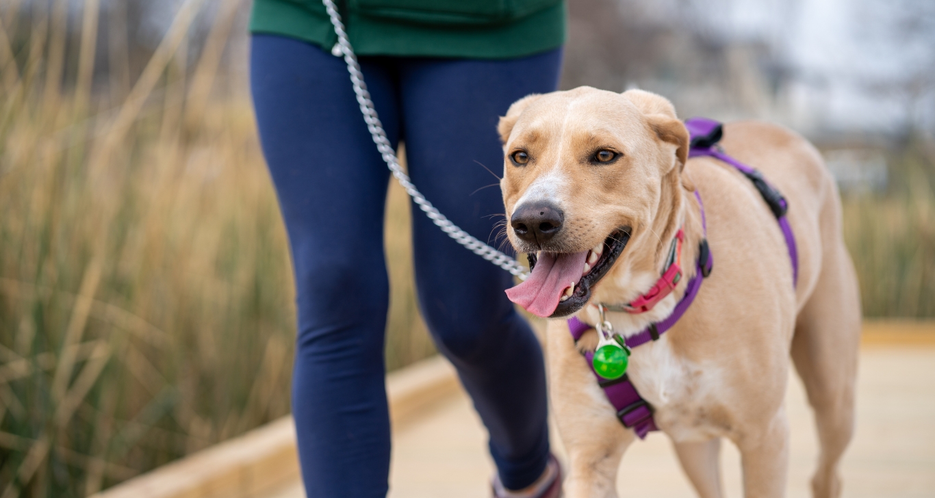 Best Dog Collars for Walking