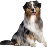 Best Collars for Australian Shepherd