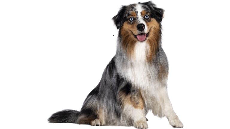 Best Collars for Australian Shepherd