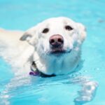 Can a Dog Swim with an E Collar