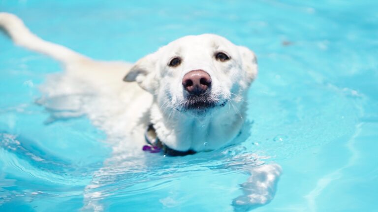 Can a Dog Swim with an E Collar