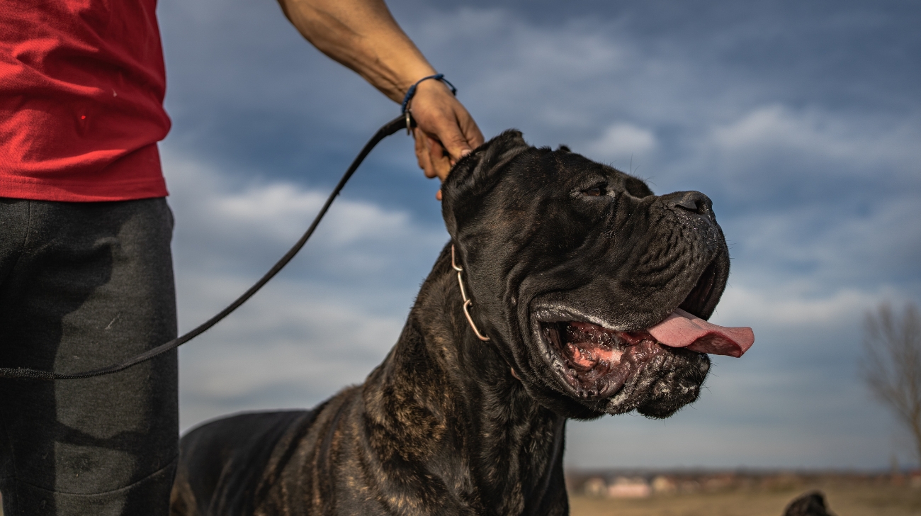 Cane Corso Growth & Weight Chart