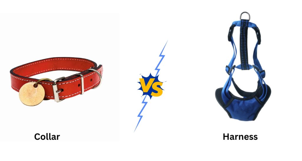 Collar Vs. Harness