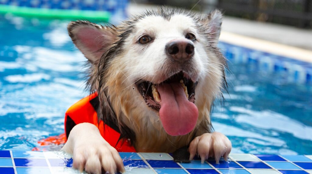 Waterproof vs. Water-Resistant Shock Collars