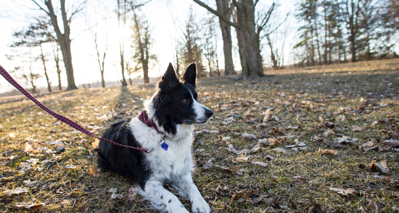 Do Dogs Need to Wear a Collar in Public